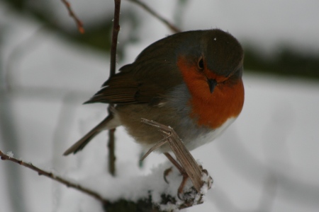 Robin in the snow