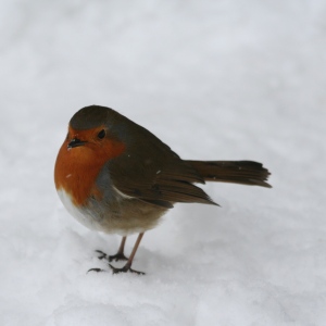 Robin in the snow