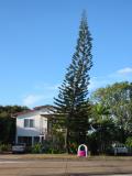 Strange Tree