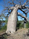 Gregory Camp Boab Tree