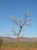 Kapok Tree