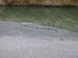 Crocodile at Windjana Gorge