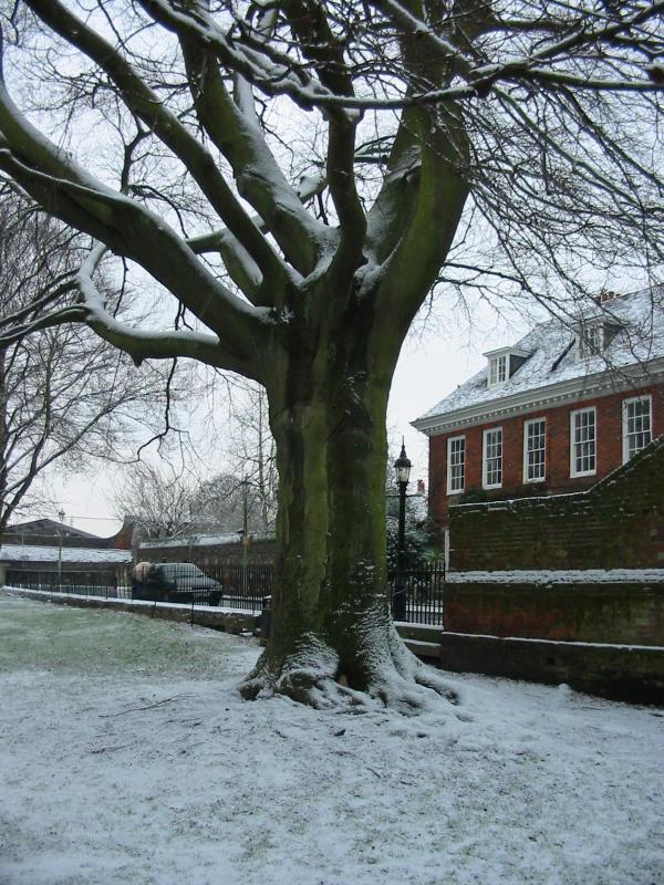 Tree in Winchester Cathedral Grounds