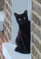 Curious
cat
