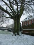 Tree in Winchester Cathedral Grounds